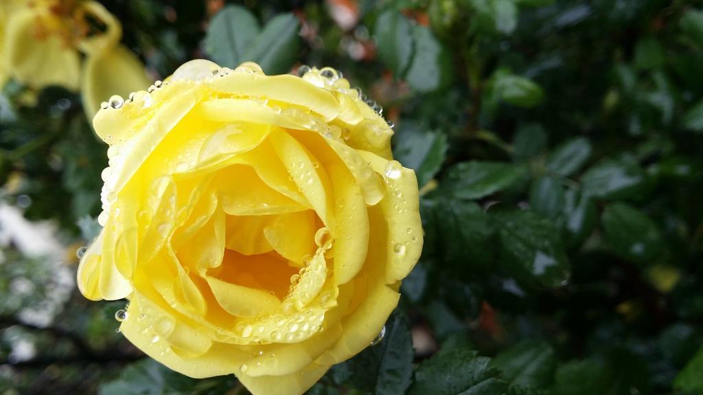 Briar Rose Bed & Breakfast Boulder Eksteriør bilde